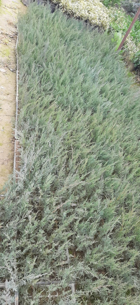 Juniper